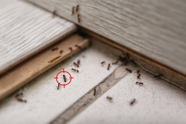 Best Flea Control Services  in Cairo, GA